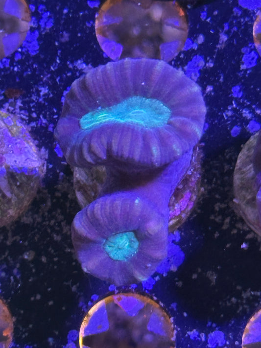 Purple Stripe Candy cane
