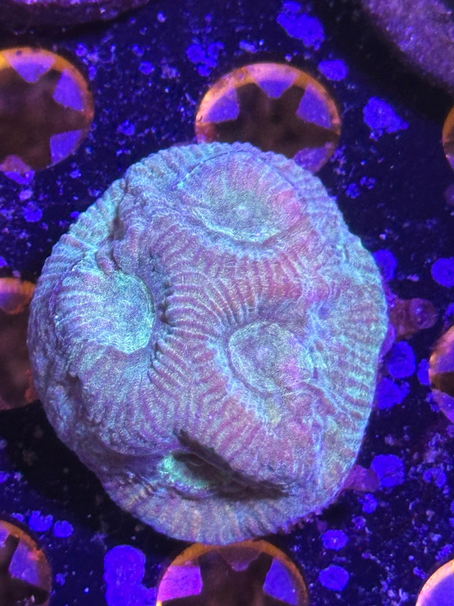 Coral