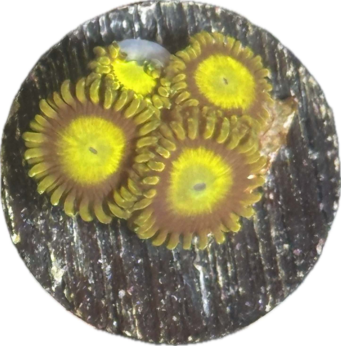 King Midas zoas