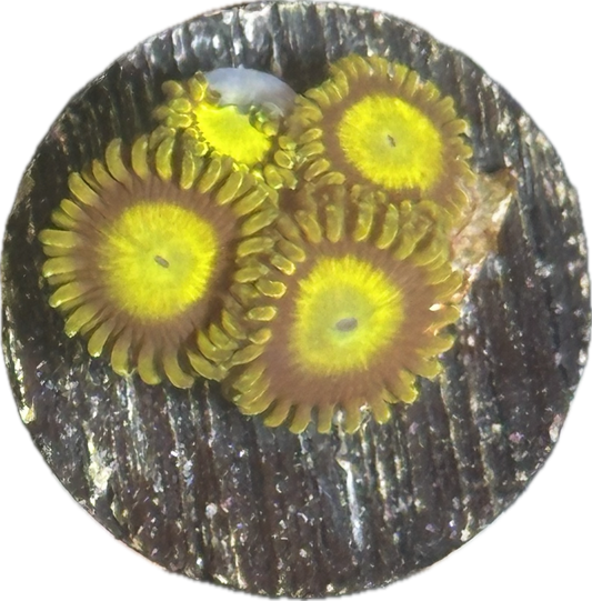 King Midas zoas