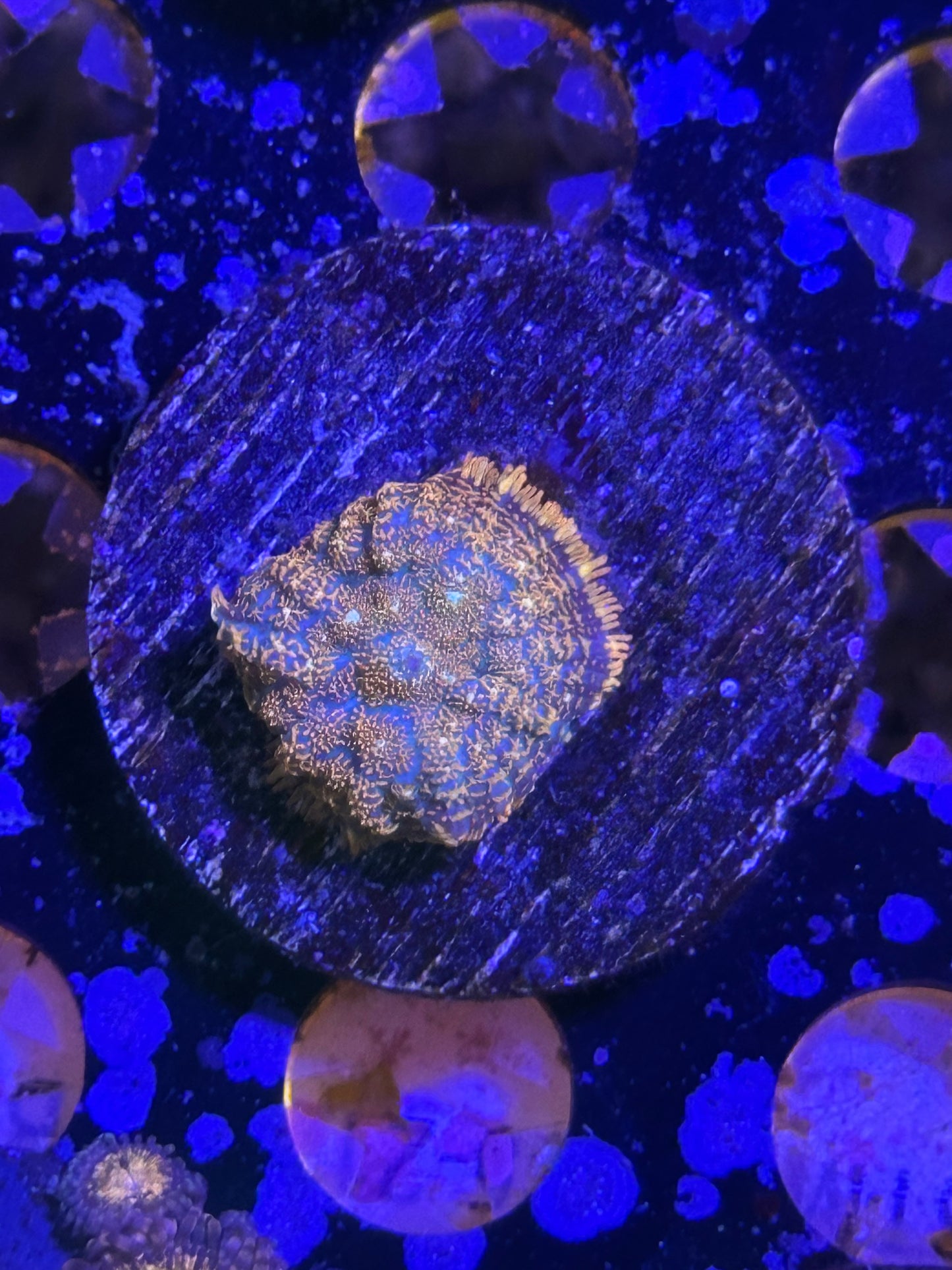 Coral