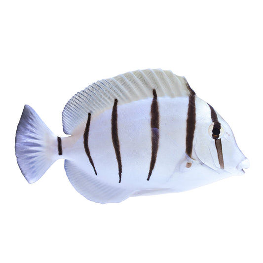 Convict tang