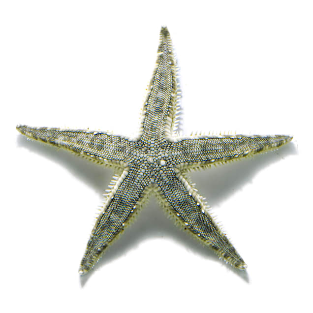 Sand sifting star