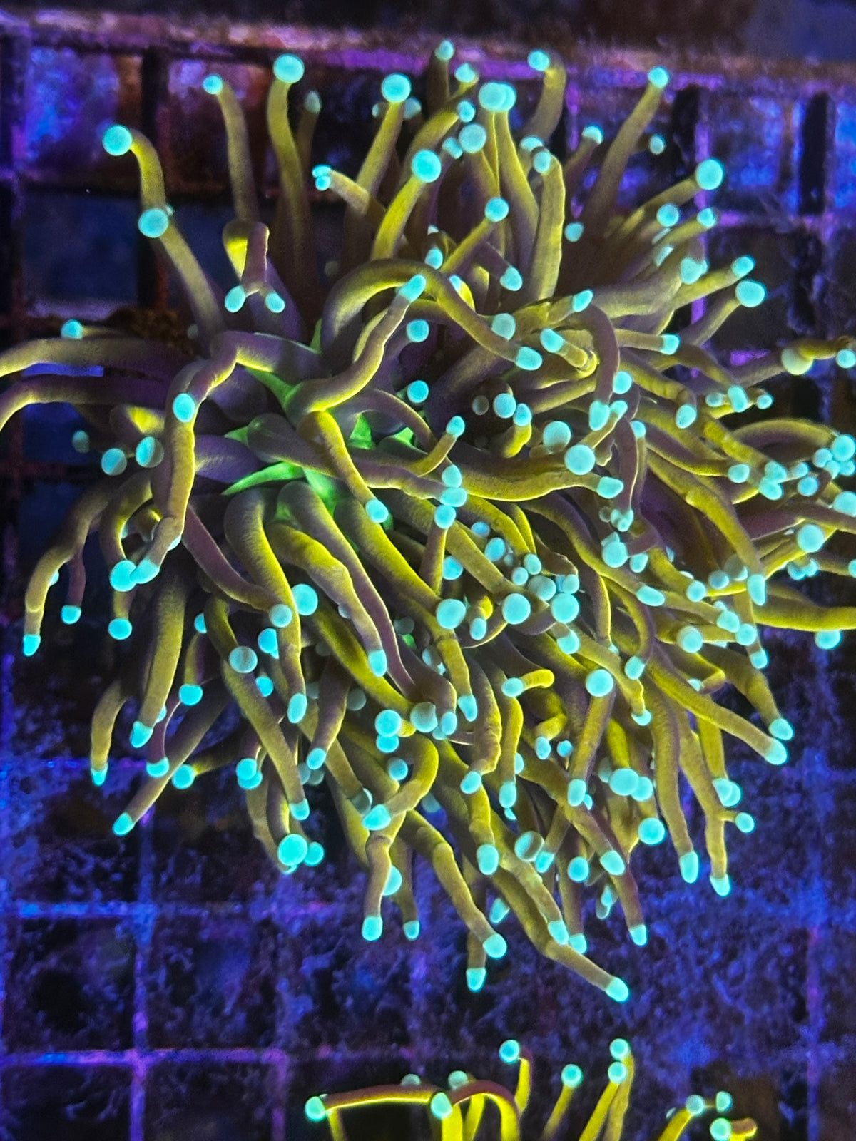 Malaysian King Jester Torch Coral