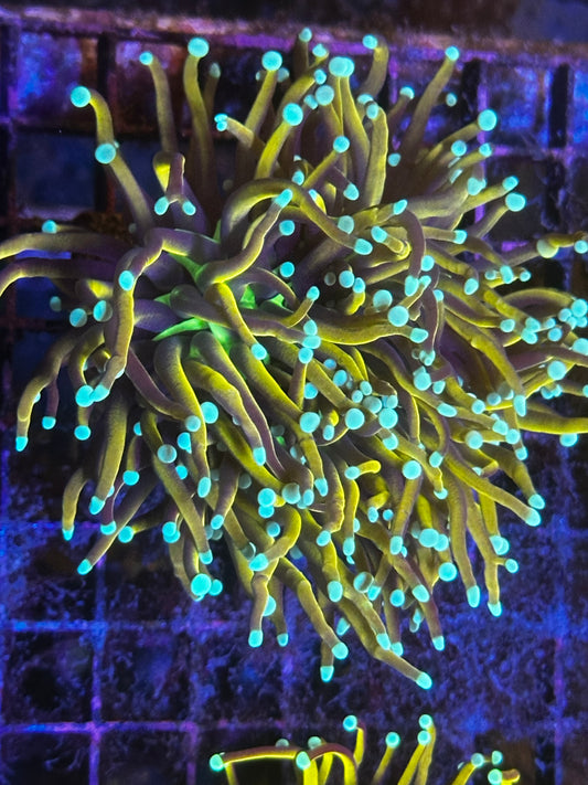 Malaysian King Jester Torch Coral