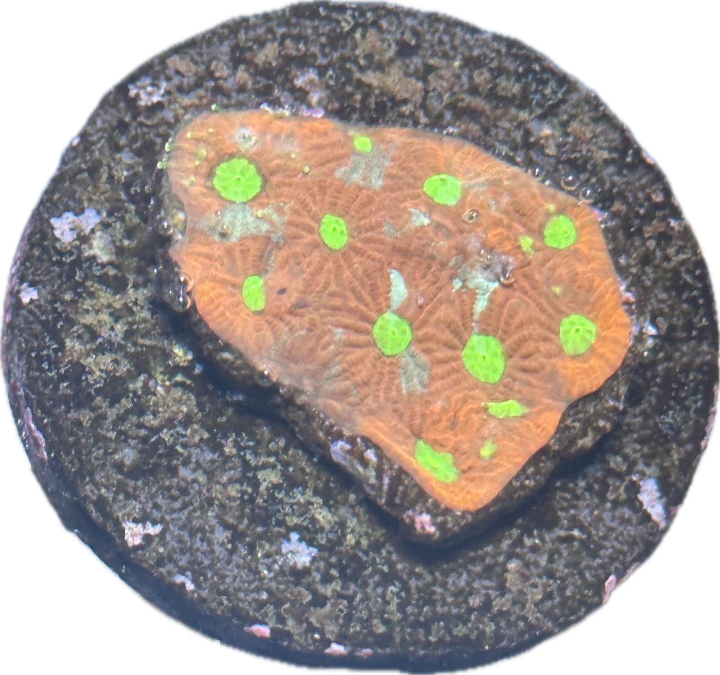 Coral