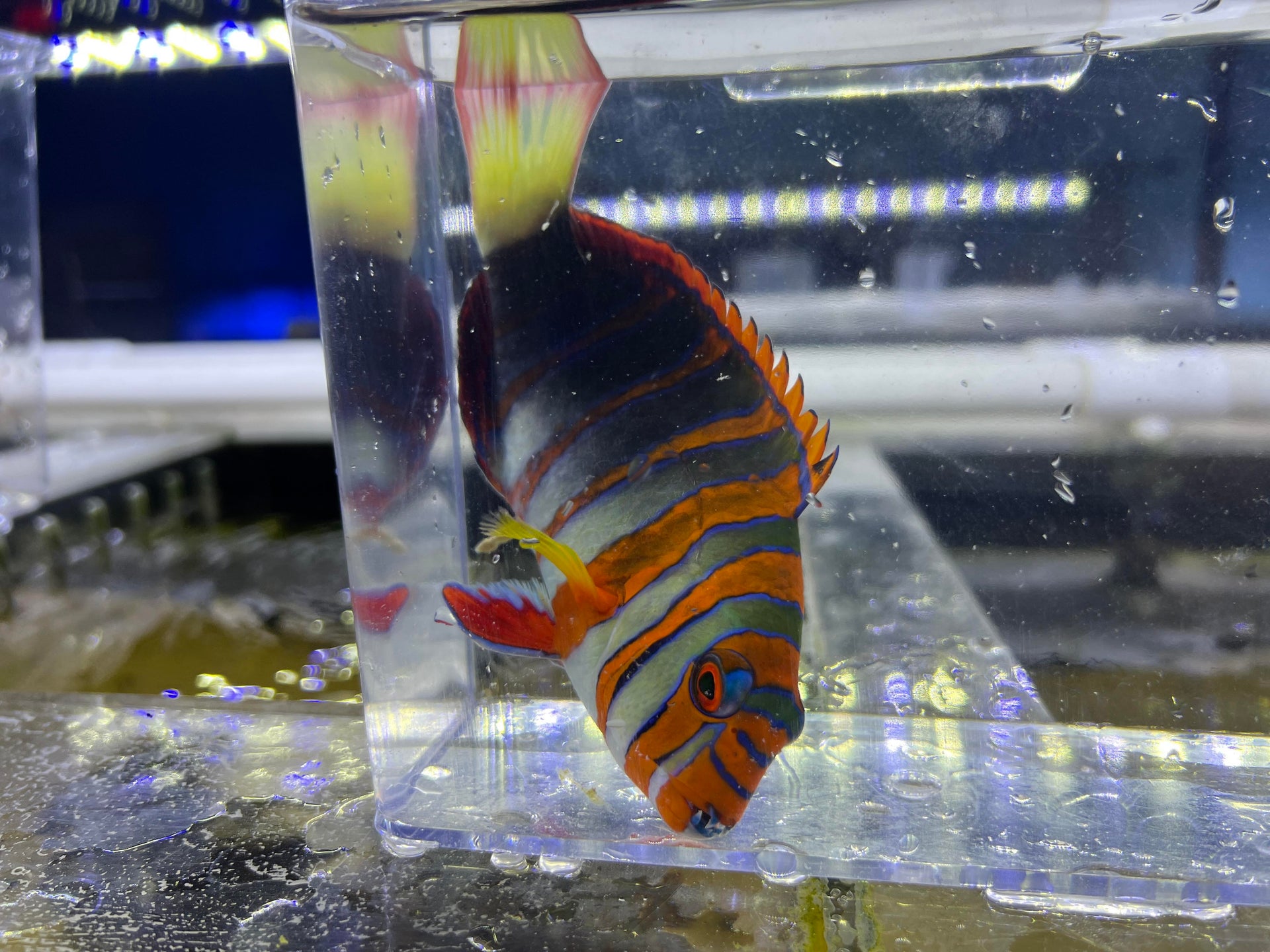 Australian Harlequain Tusk