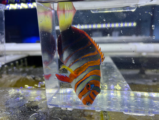 Australian Harlequain Tusk