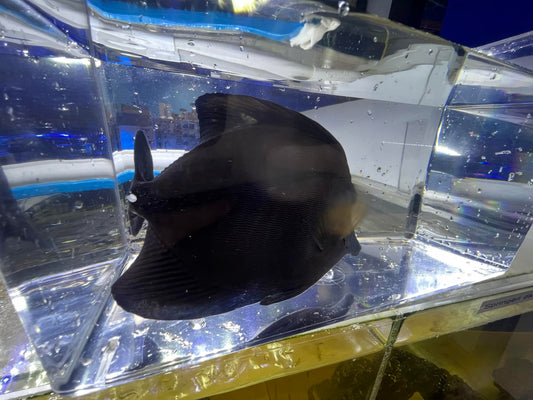 Black Tang