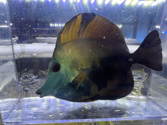 Koi Tang