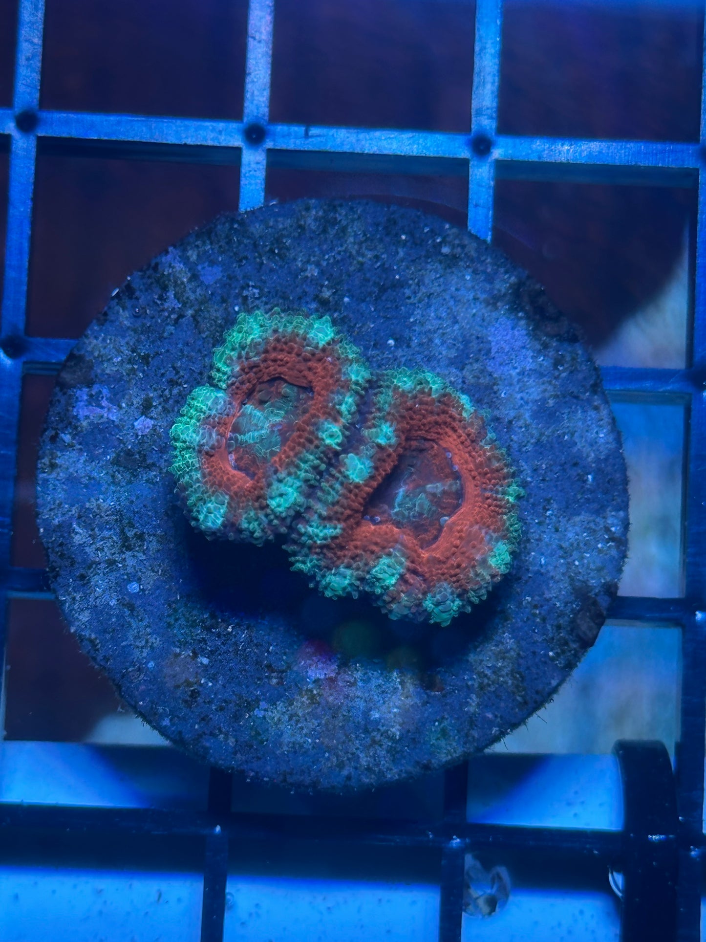 Coral