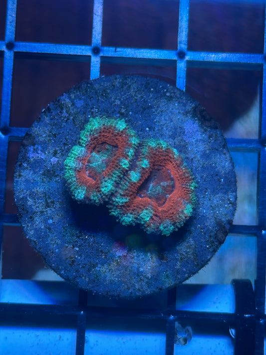 Acan