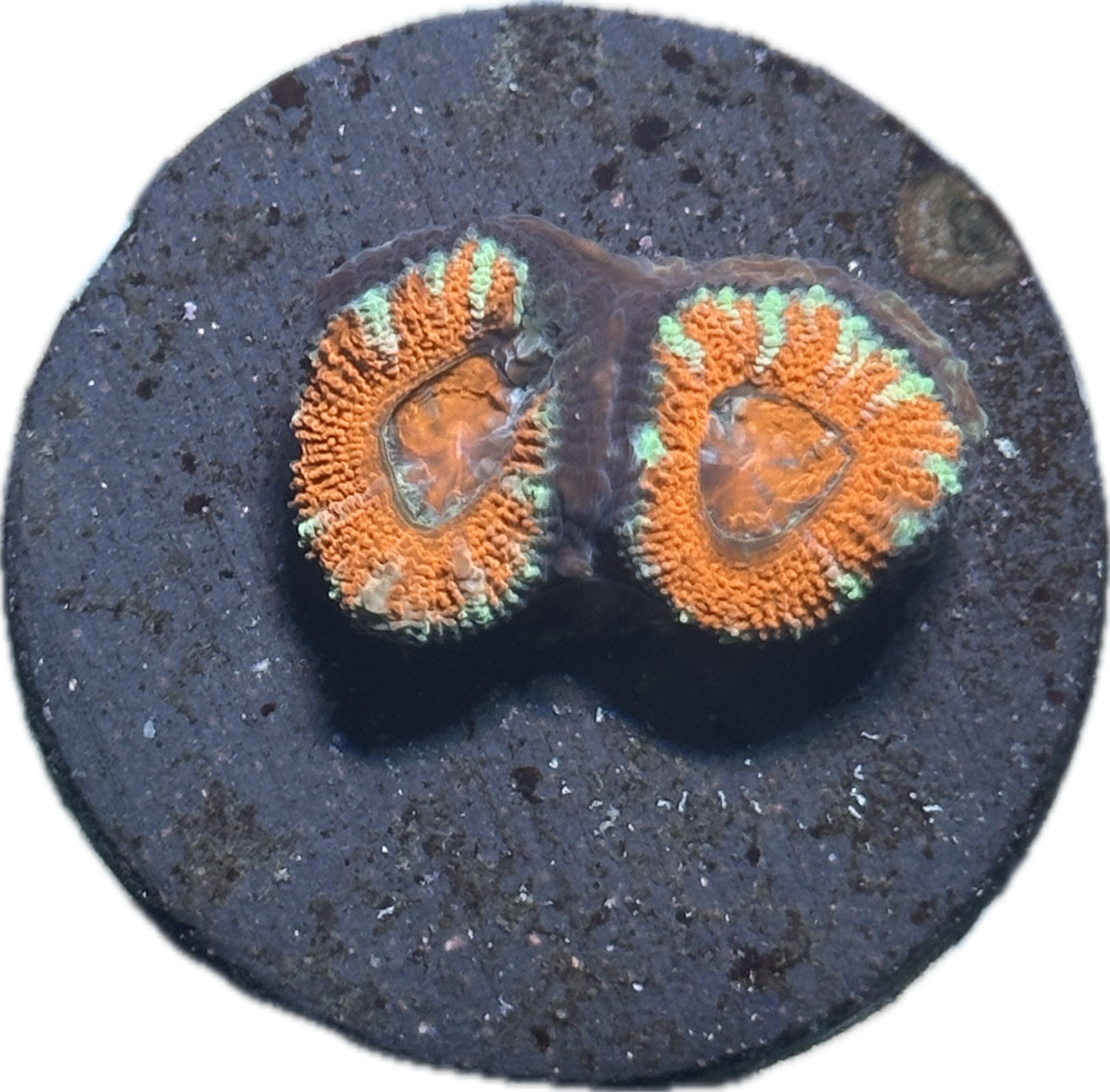 Coral