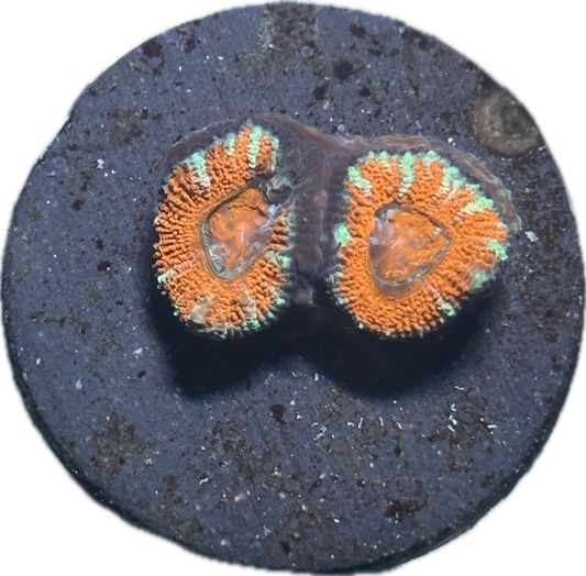 Acan