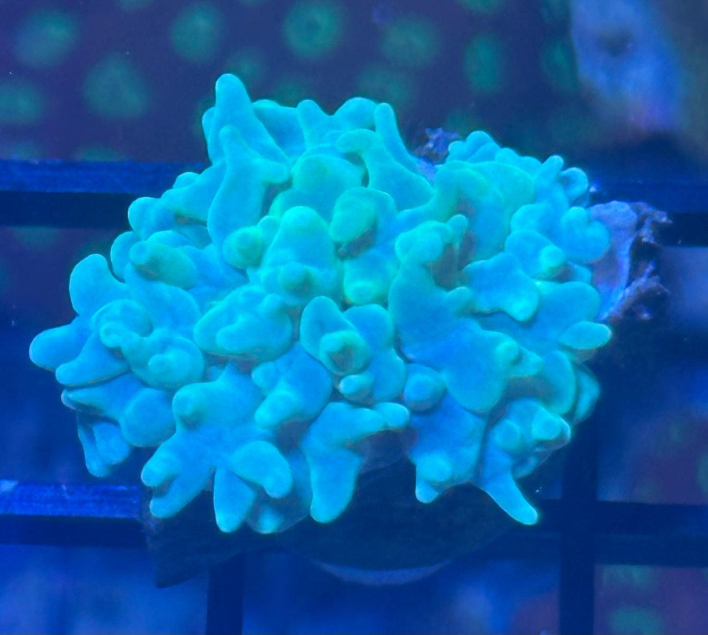 Green bubble coral
