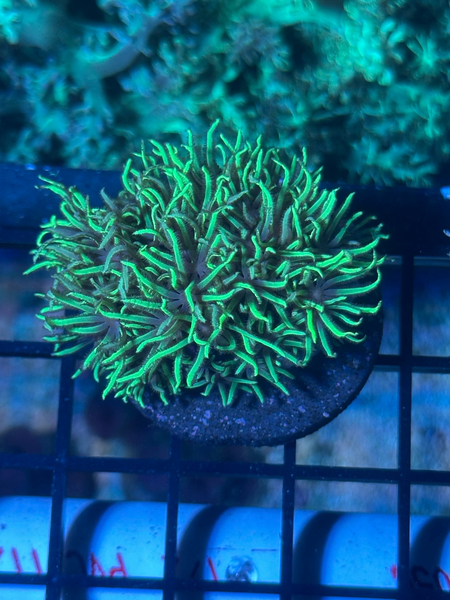 Coral