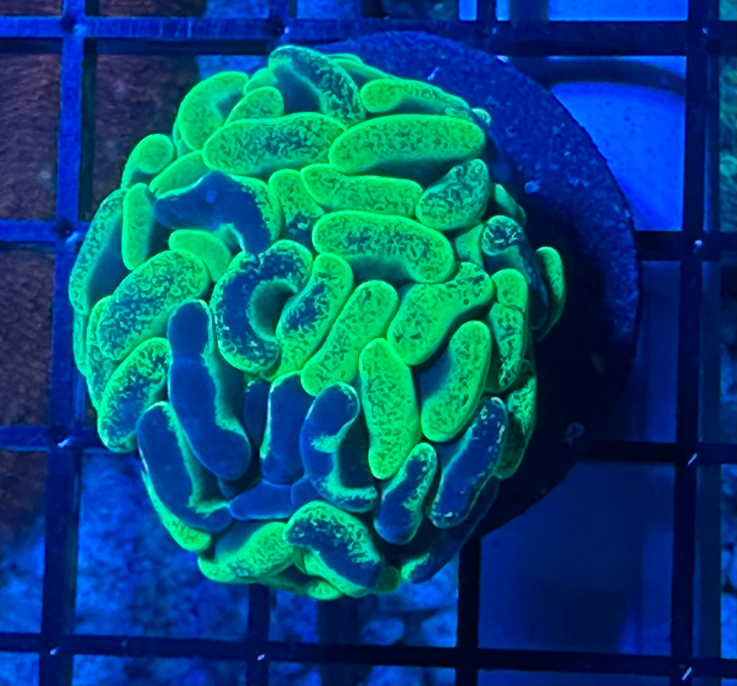 Bicolor Toxic hammer