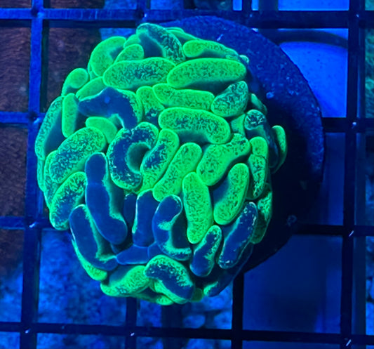 Bicolor Toxic hammer