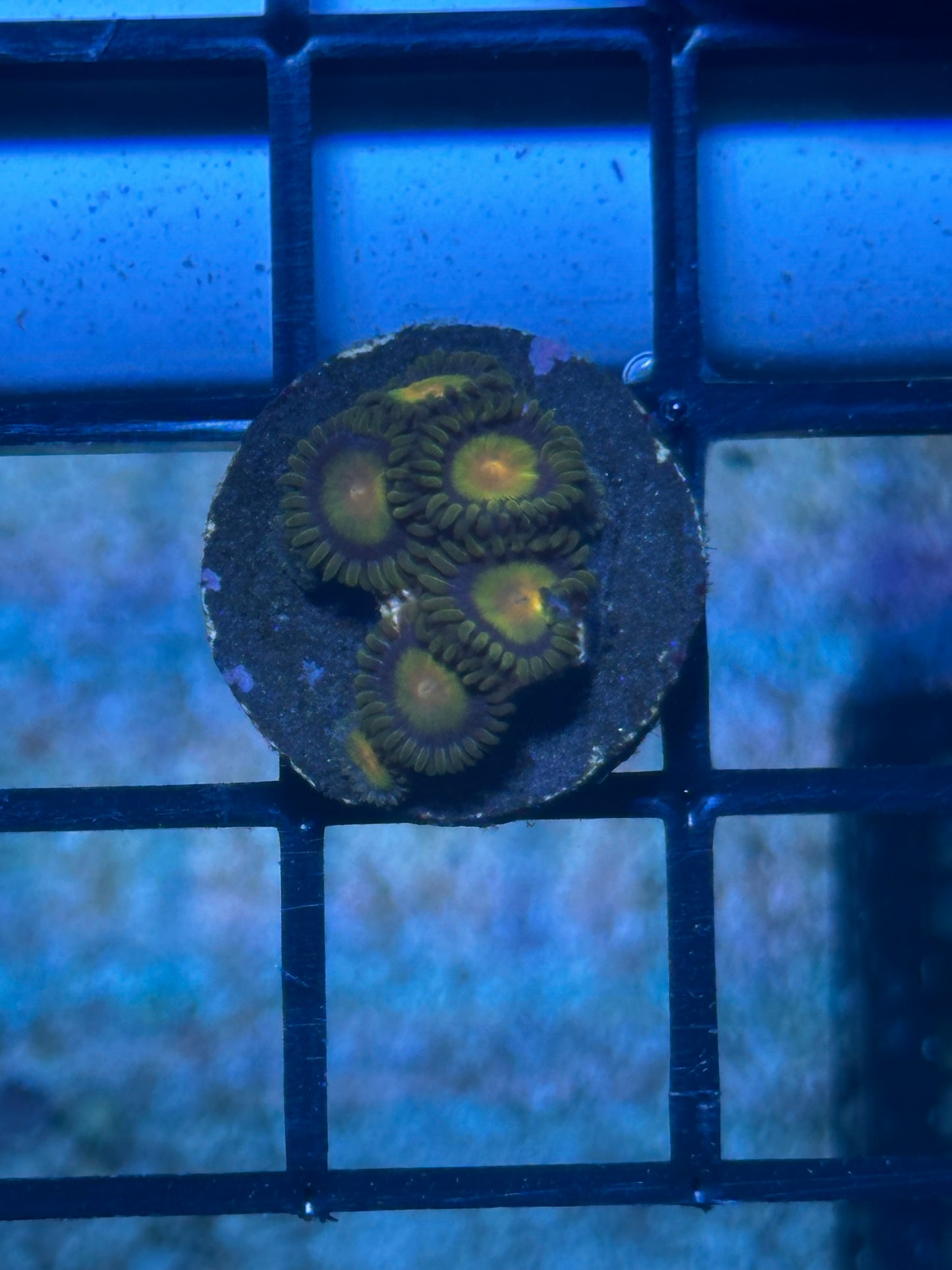 Coral