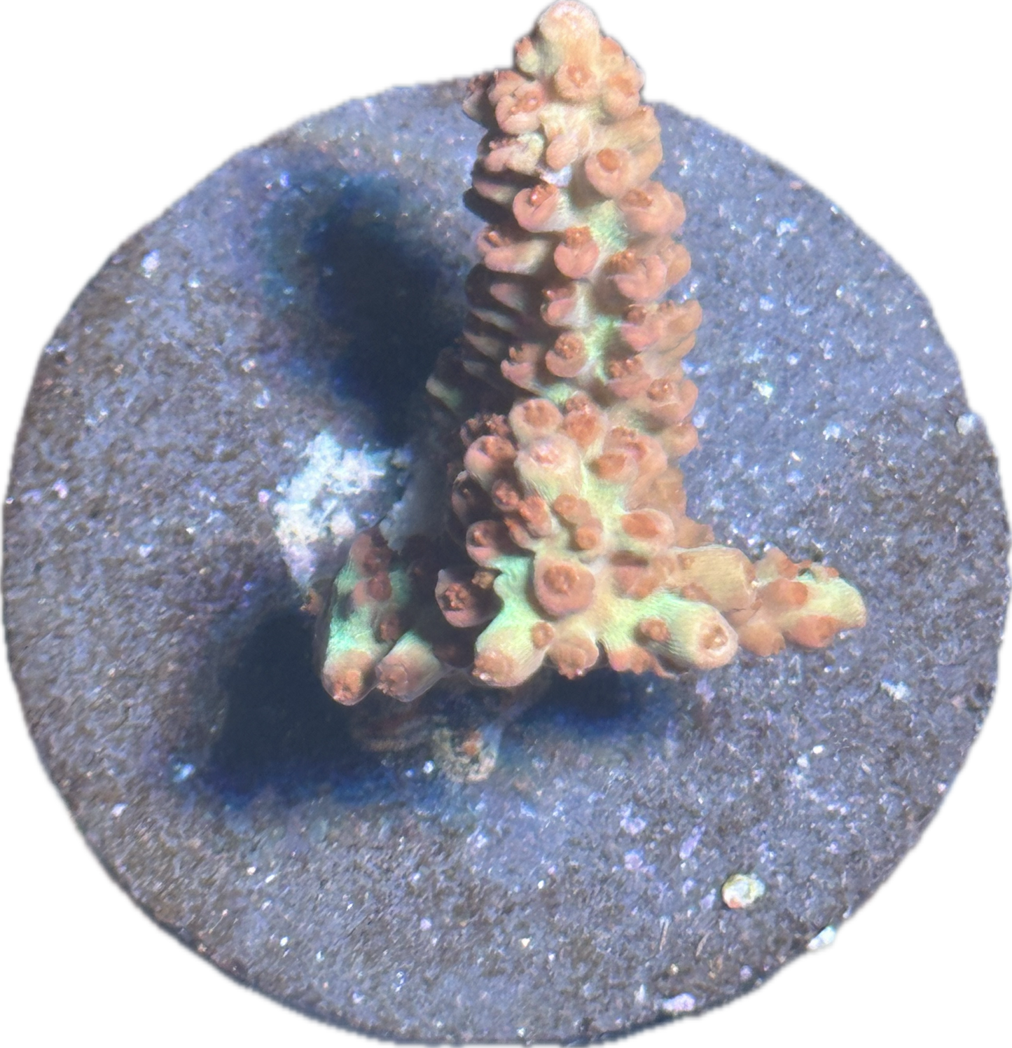 Coral