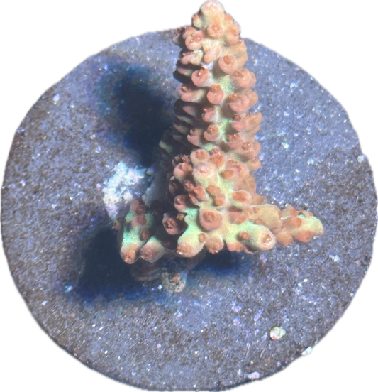 Acropora