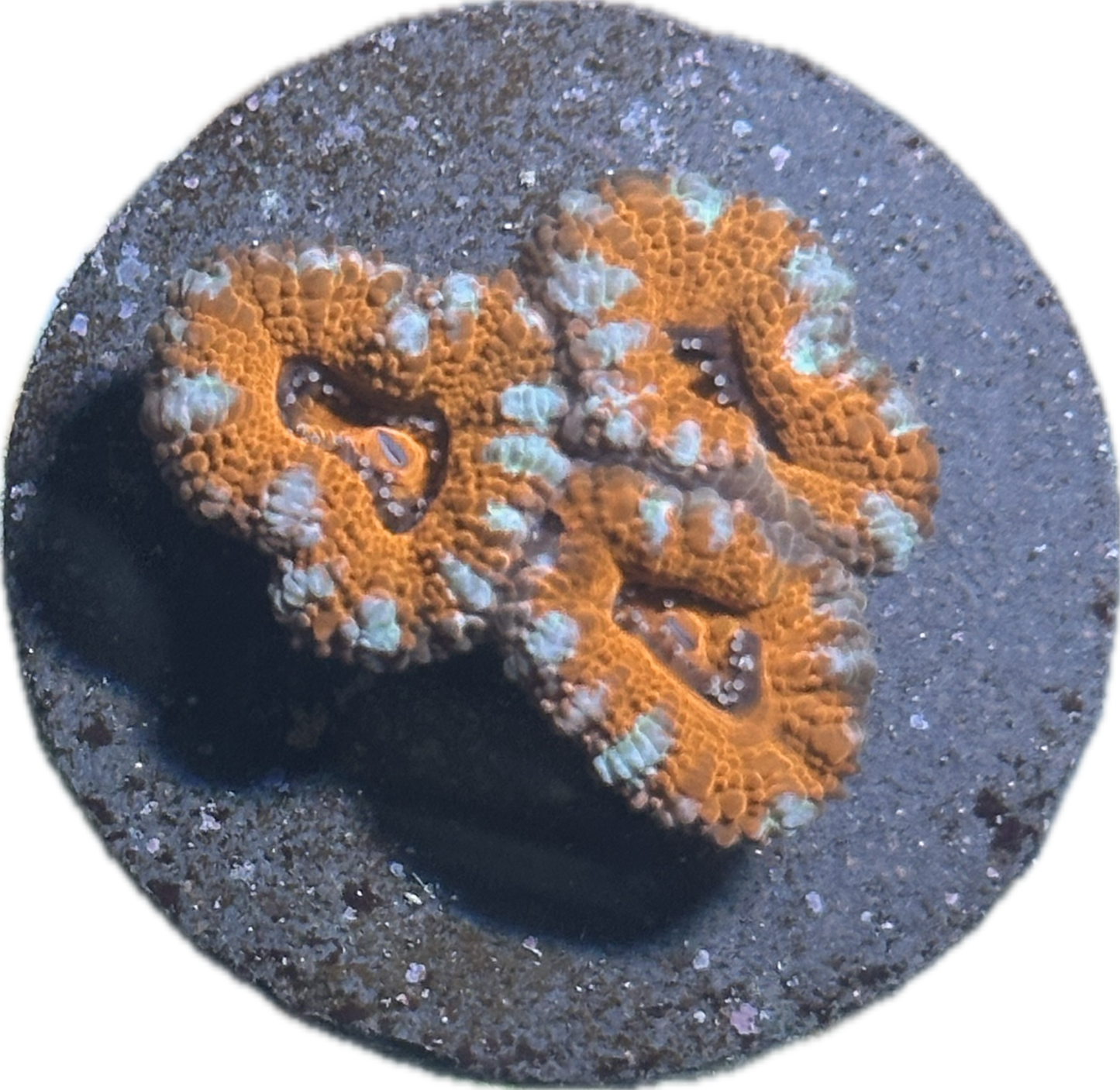Coral
