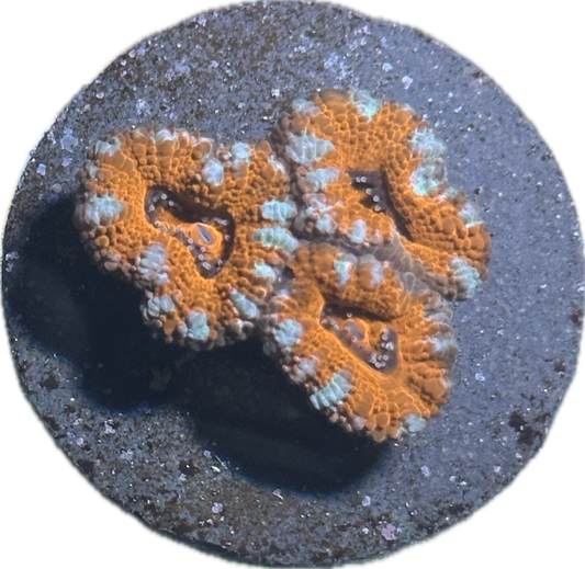 Acan
