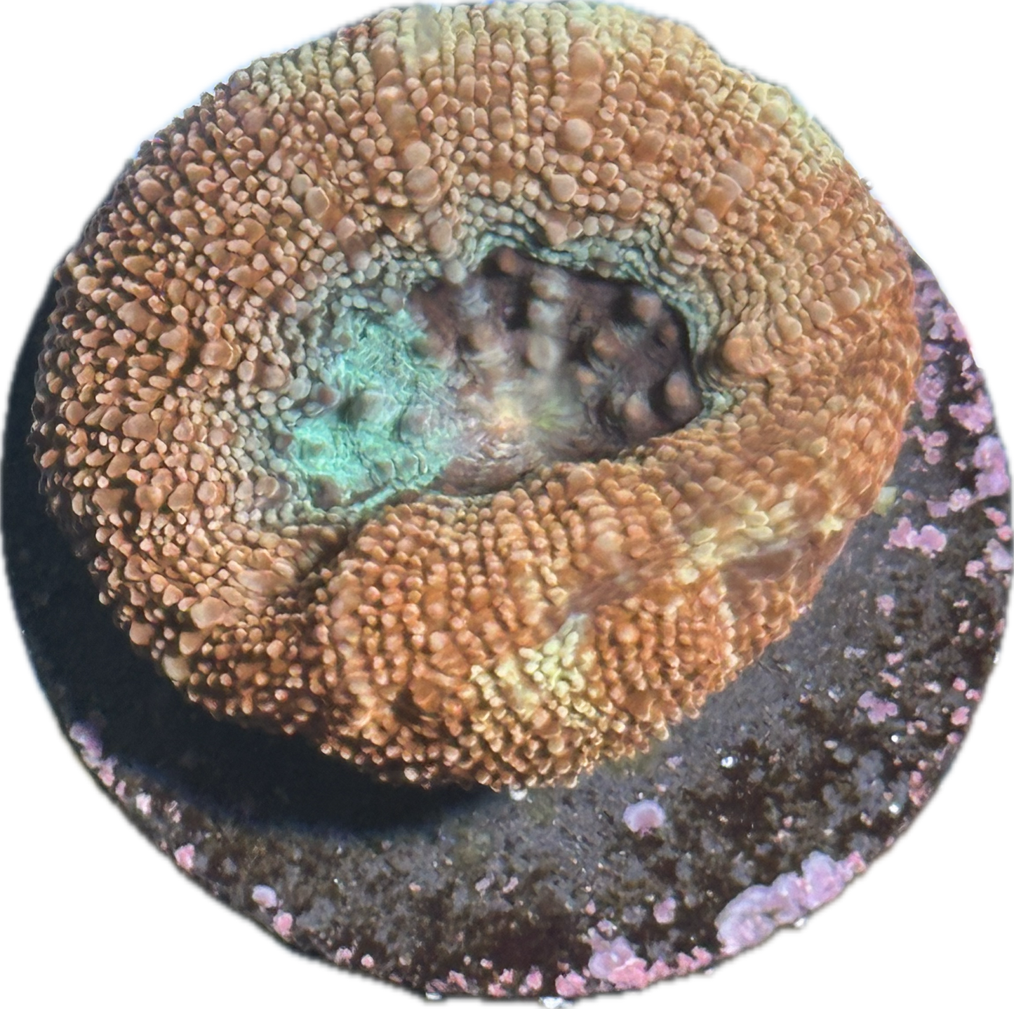 Coral