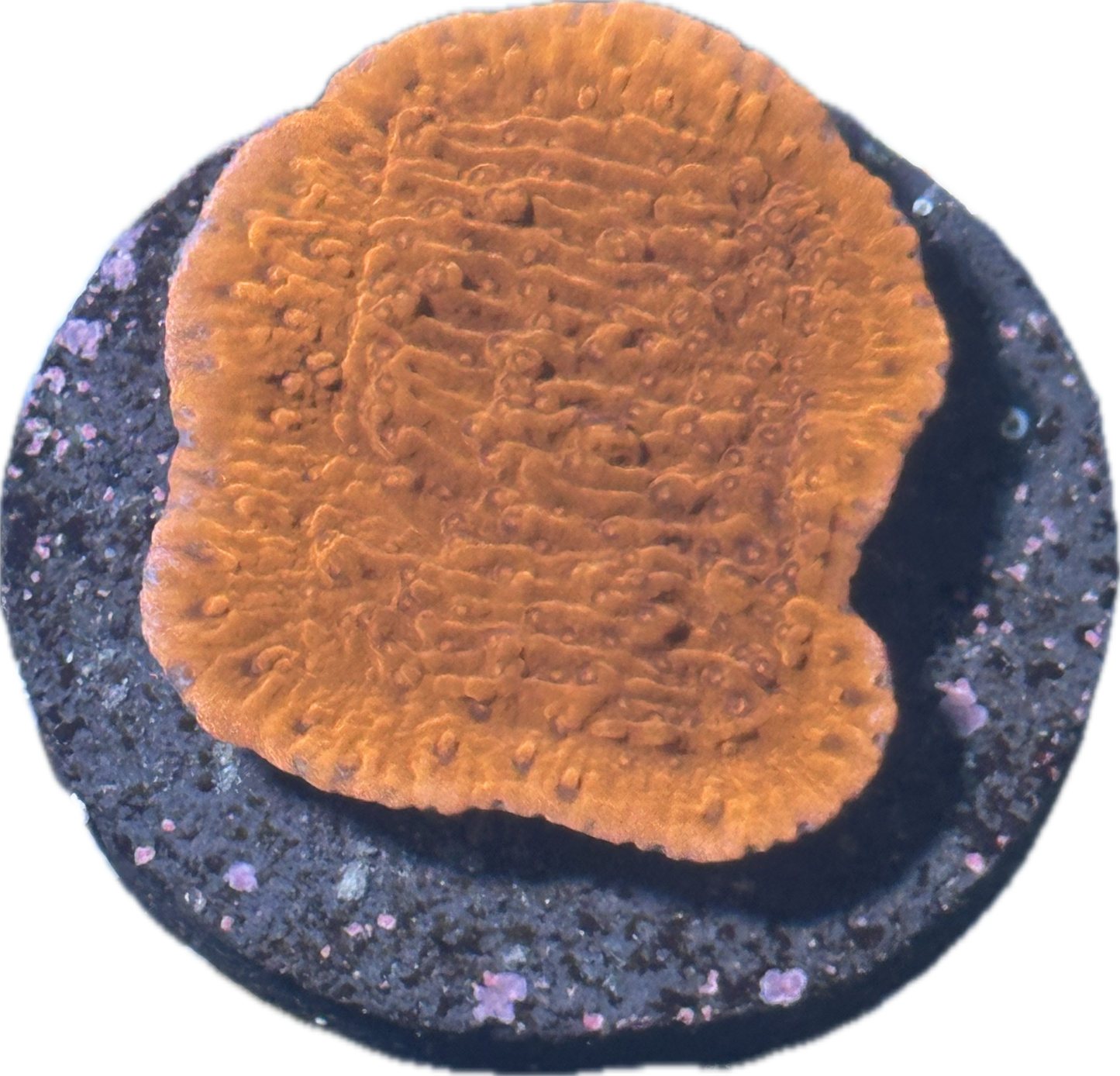 Coral