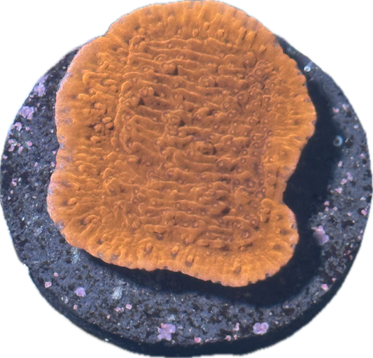 Red Montipora
