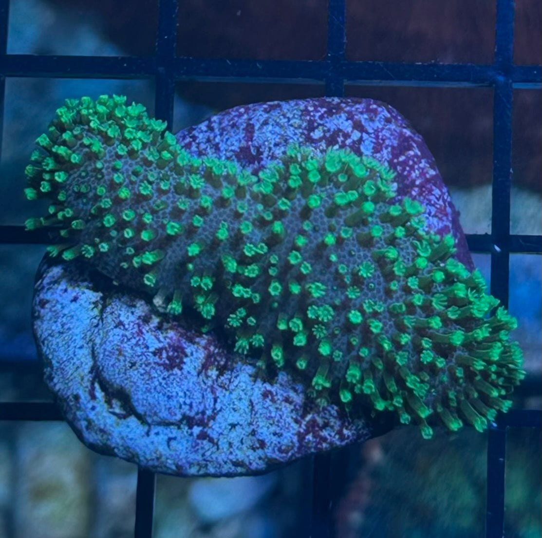 Coral