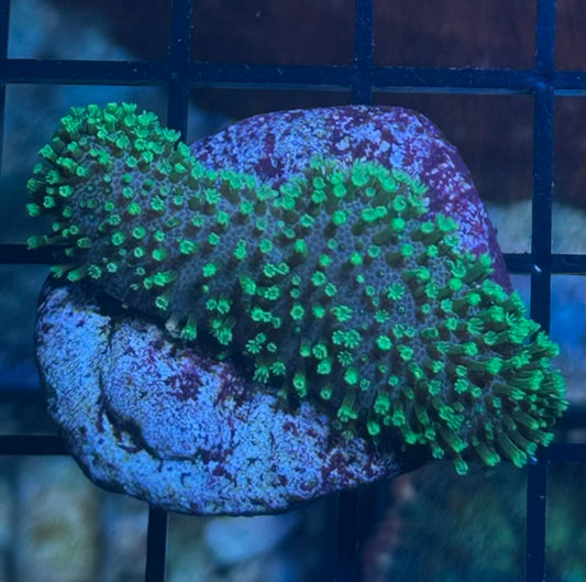 Green Polyp Toadstool