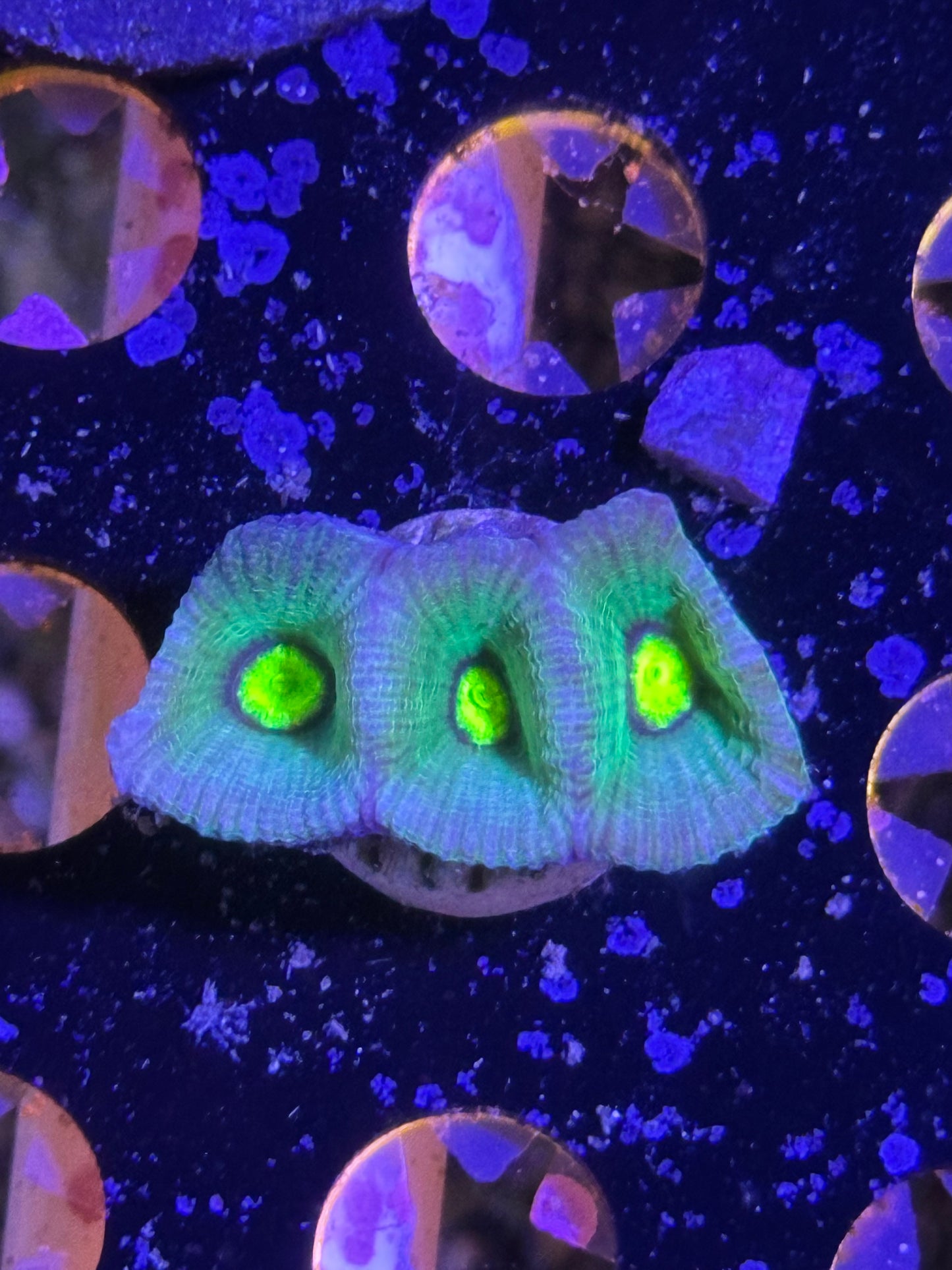 Coral