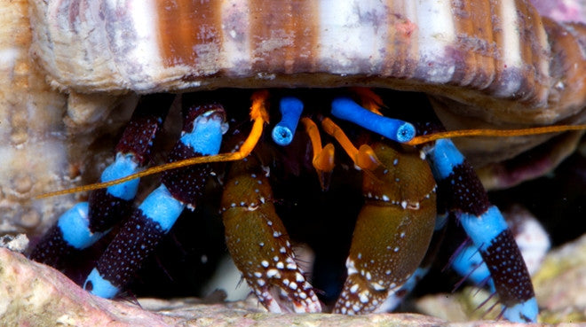 Electric blue knuckle