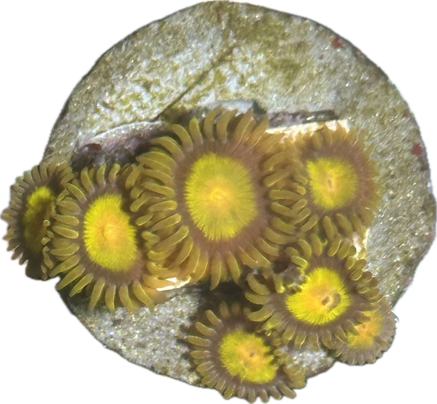 Coral