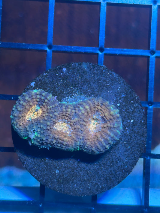Purple Acan Echinata