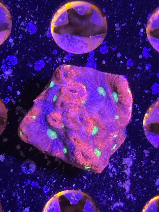 Cyberpunk Splash War Coral
