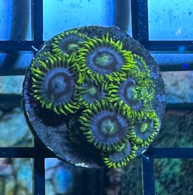 Coral