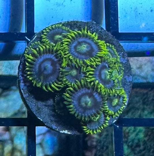 Blueberry Pie Zoa