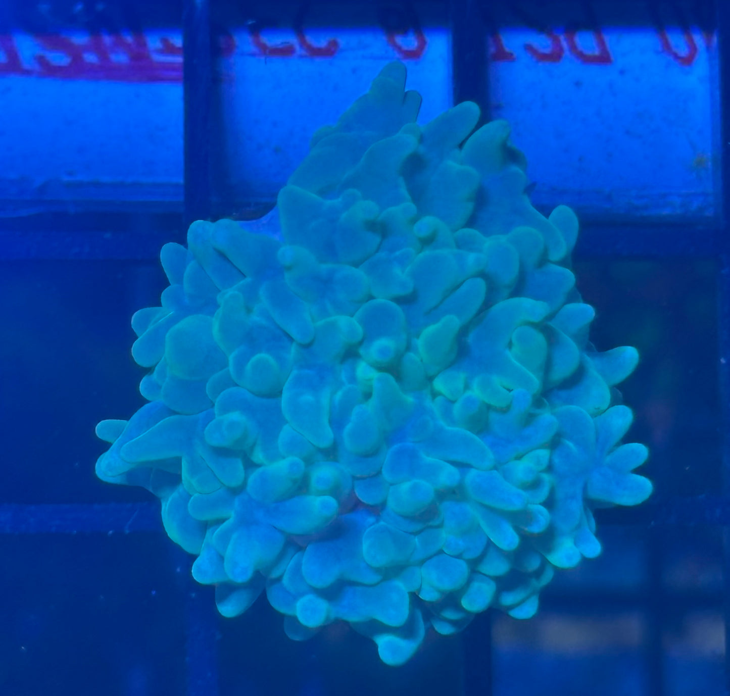 Green bubble coral
