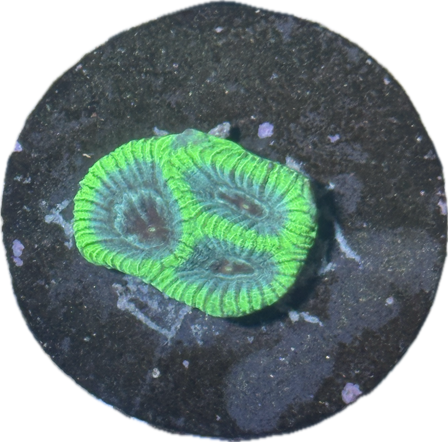 Coral