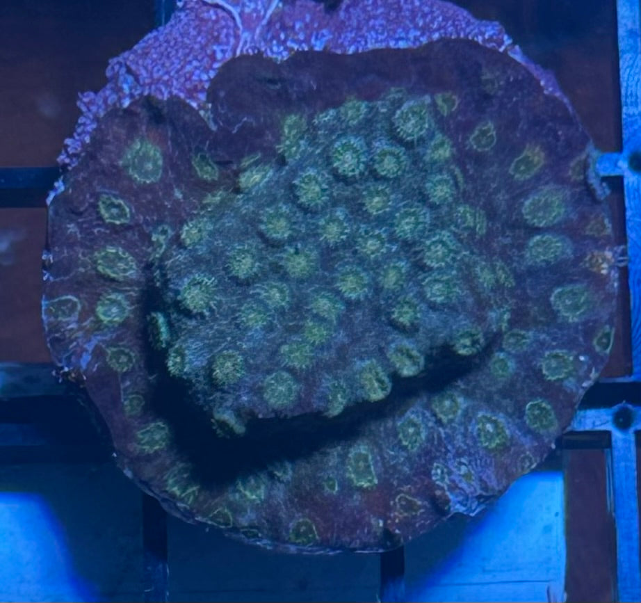 Coral