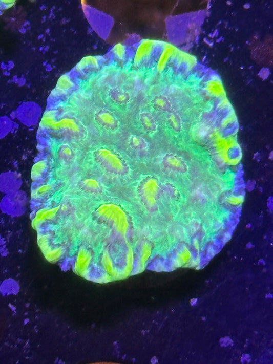 Uranium Leak chalice