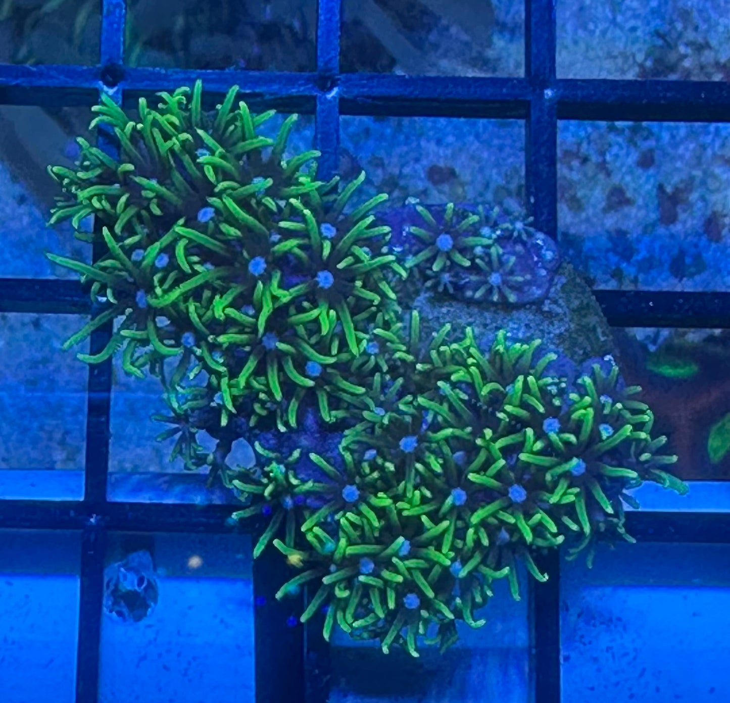 Green Star Polyp