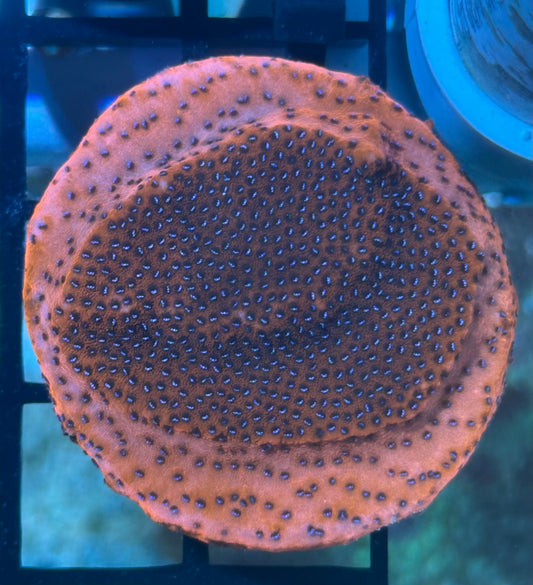Mystic Sunset Montipora