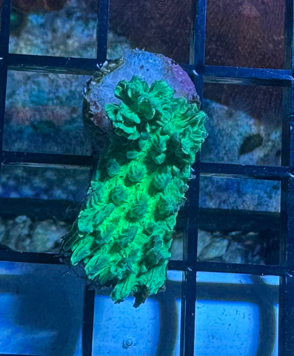 Coral