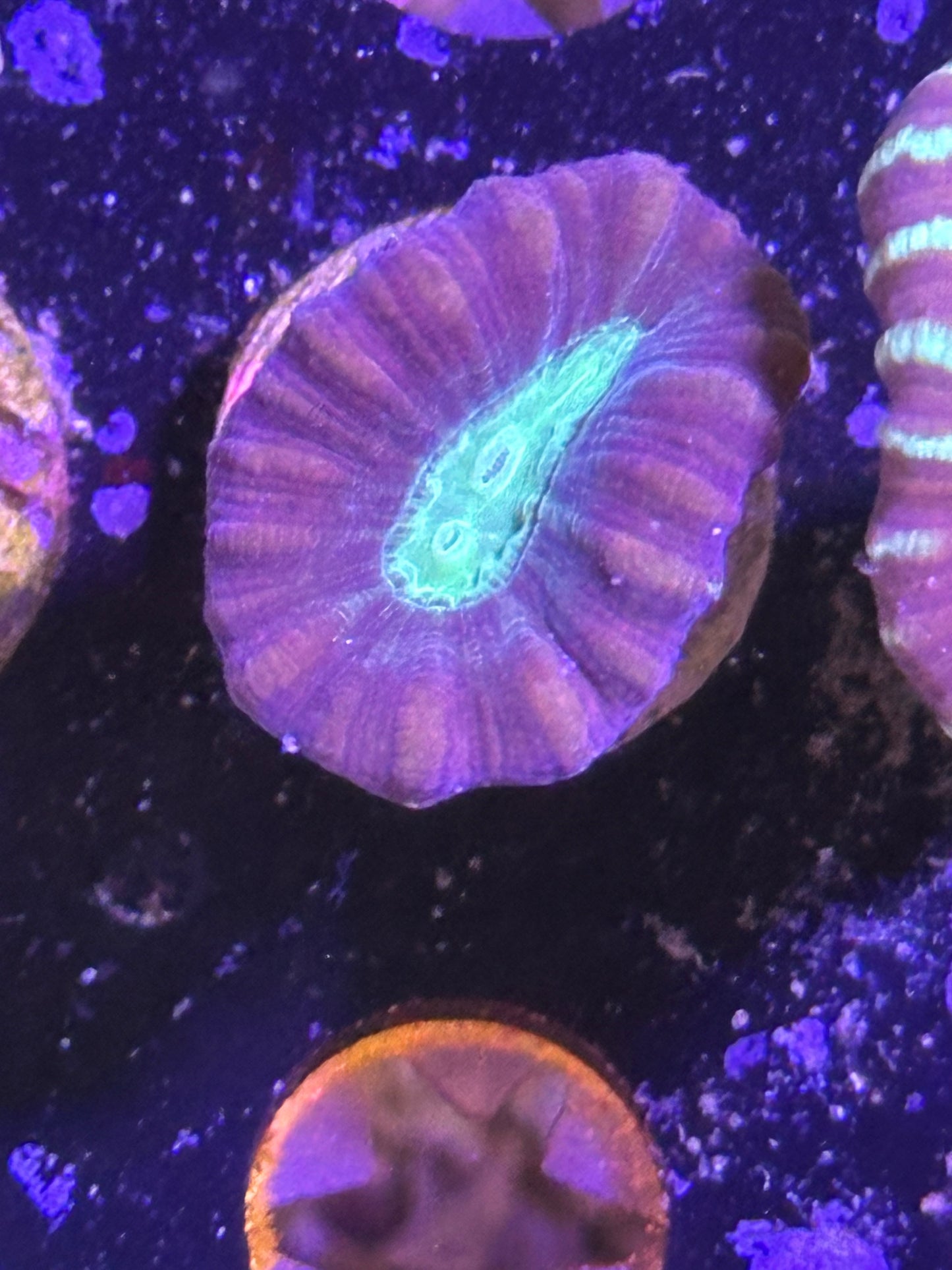 Coral