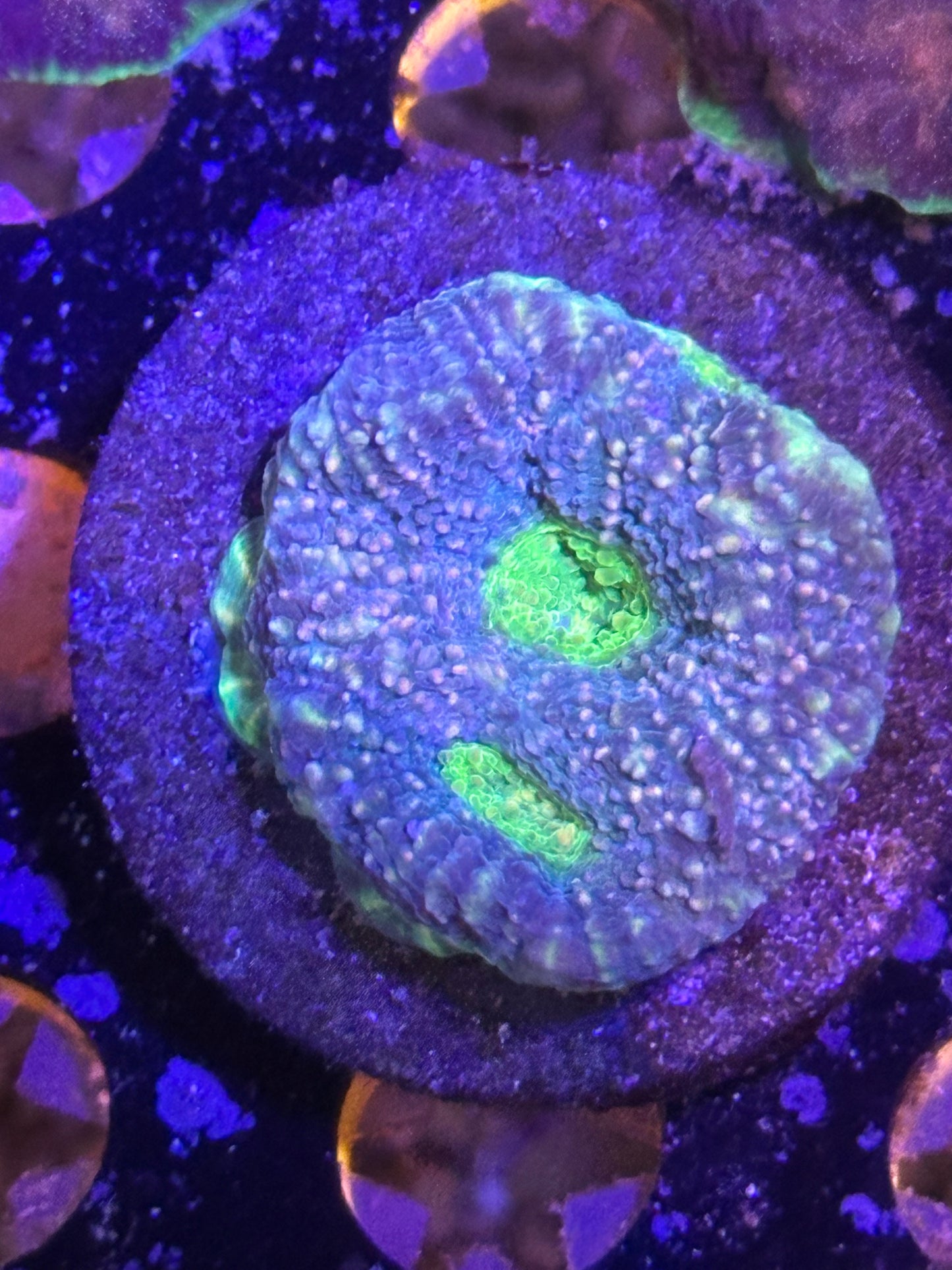 Coral