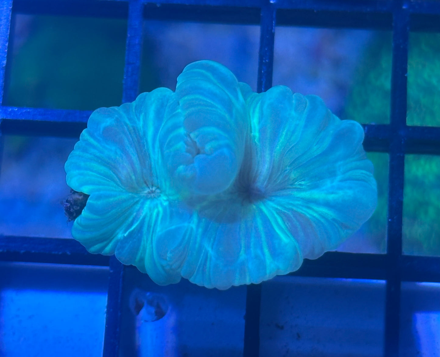 Fox Coral
