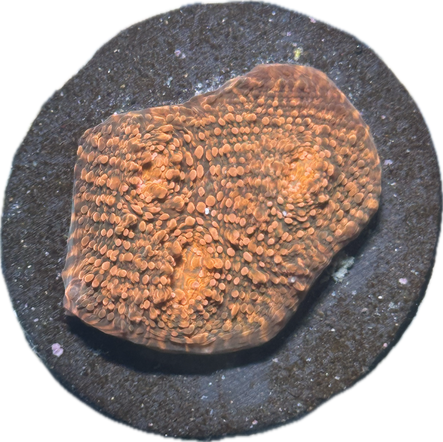 Coral